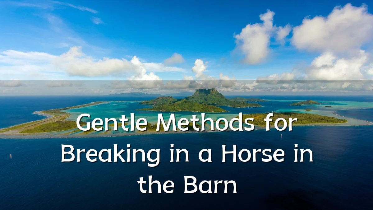 Gentle Methods for Breaking in a Horse in the Barn
